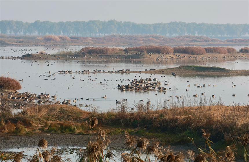 12月7日，府河湿地正值越冬候鸟高峰。彭昀迪摄