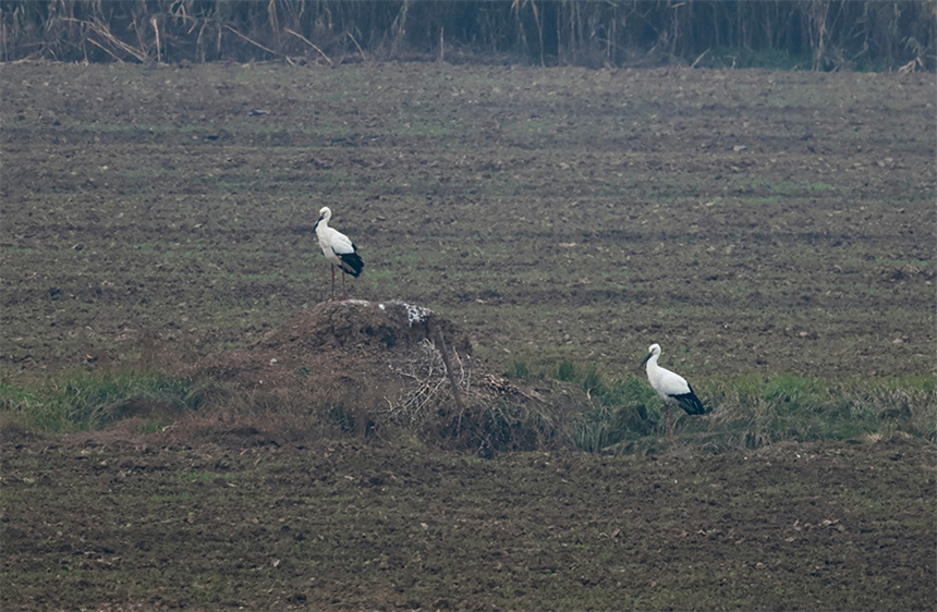 府河湿地的国家一级保护动物东方白鹳。彭昀迪摄