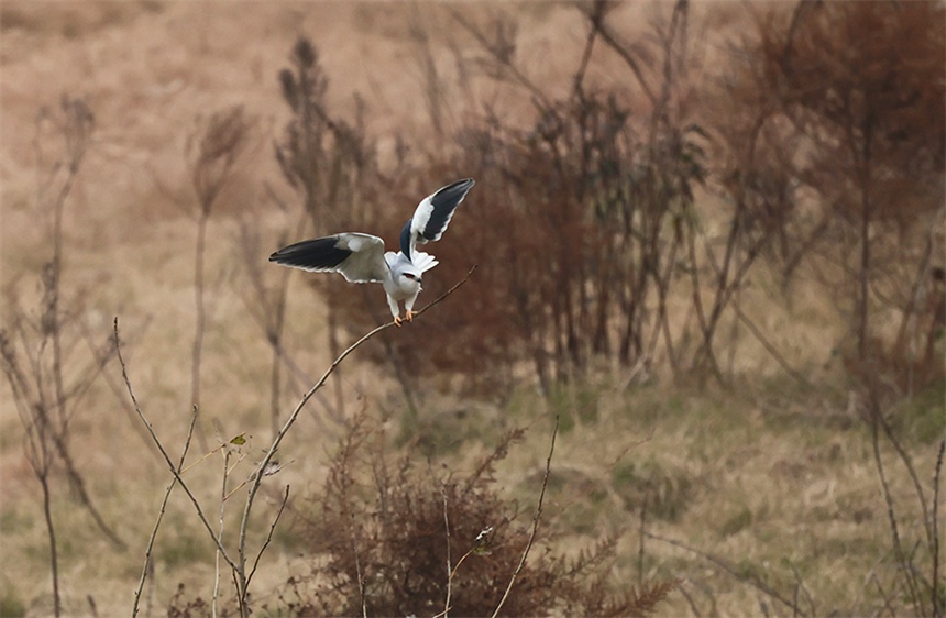 府河湿地周边鸟种多样，一只黑翅鸢站在枝头，正欲起飞。彭昀迪摄