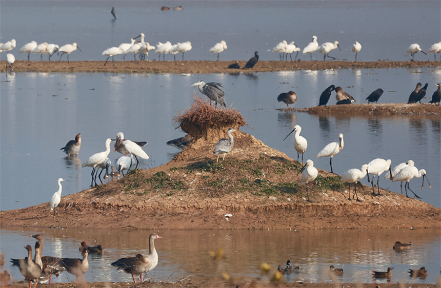滩涂上的白鹭、普通鸬鹚、苍鹭与白琵鹭和谐共处。彭昀迪摄