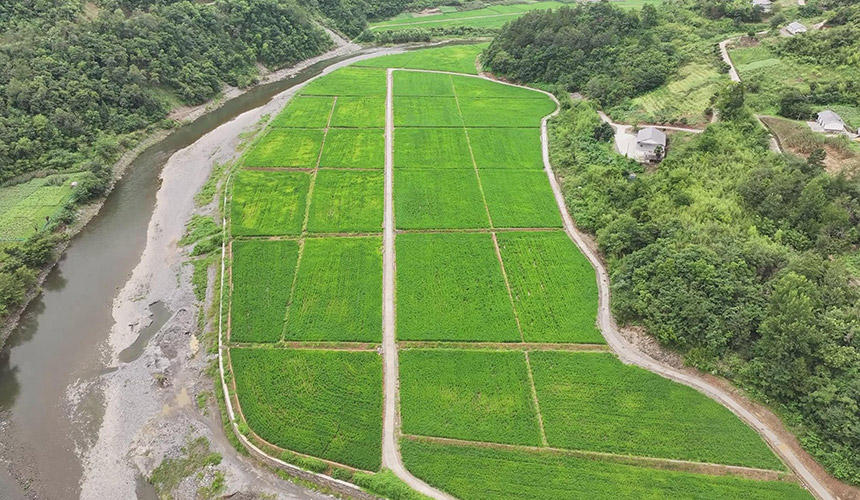 乡村振兴大跨越 湖北竹山“田野”结出丰硕果【3】