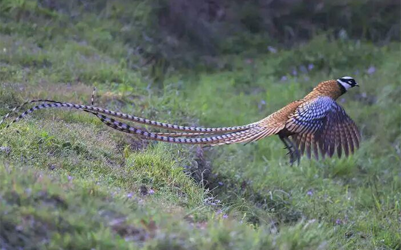 白冠長尾雉展翅飛翔。