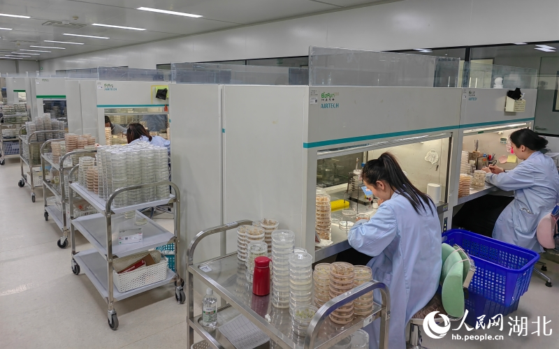 武汉伯远生物加速推进智能育种。人民网记者 郭婷婷摄