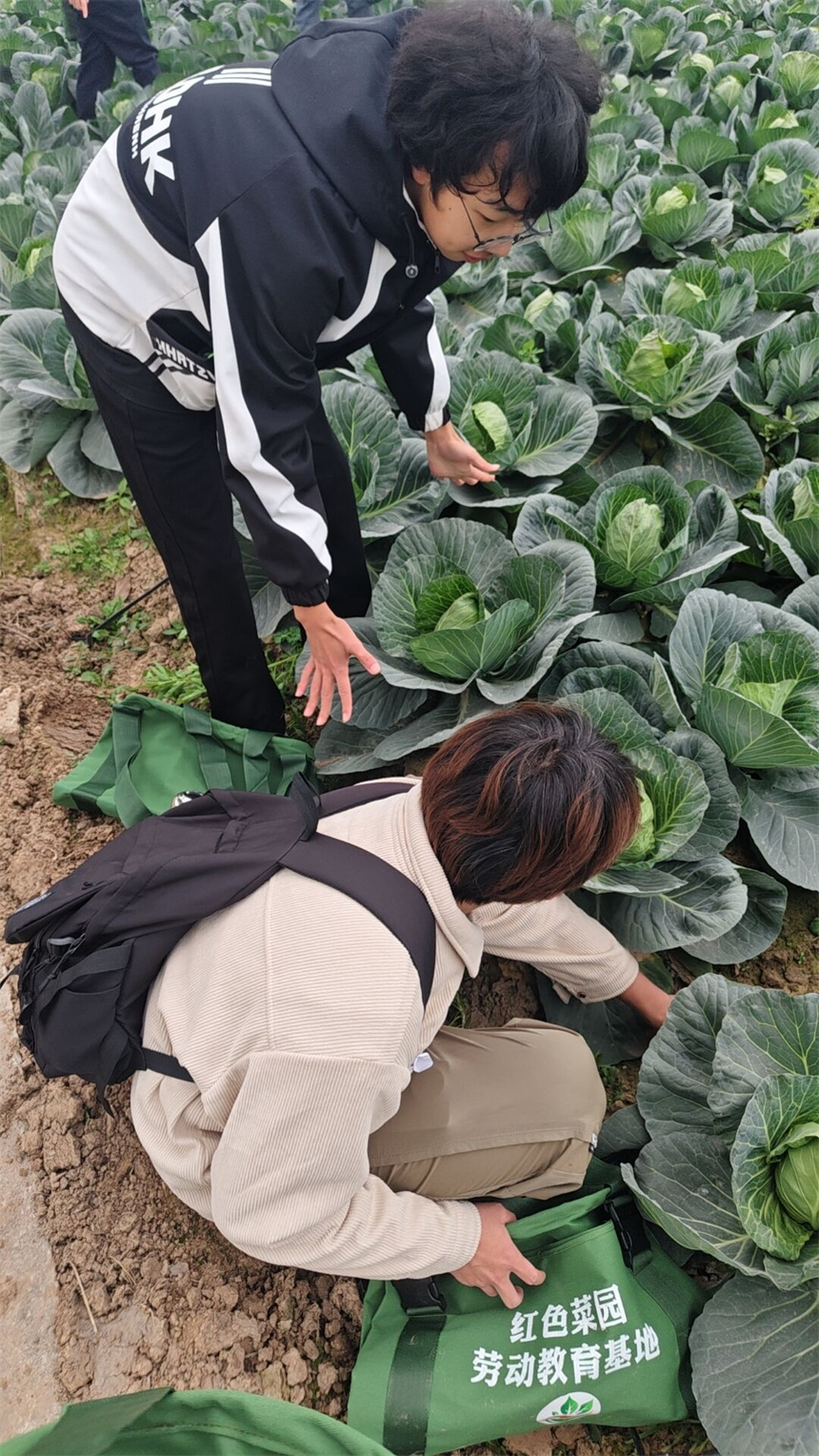 首义学子走进红色菜园【5】