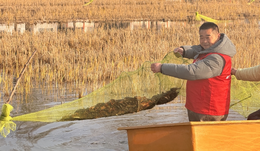 潜江龙虾从“季节供给”迈向“全年供应”【2】