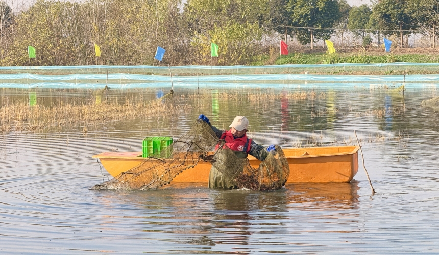 潜江龙虾从“季节供给”迈向“全年供应”【5】