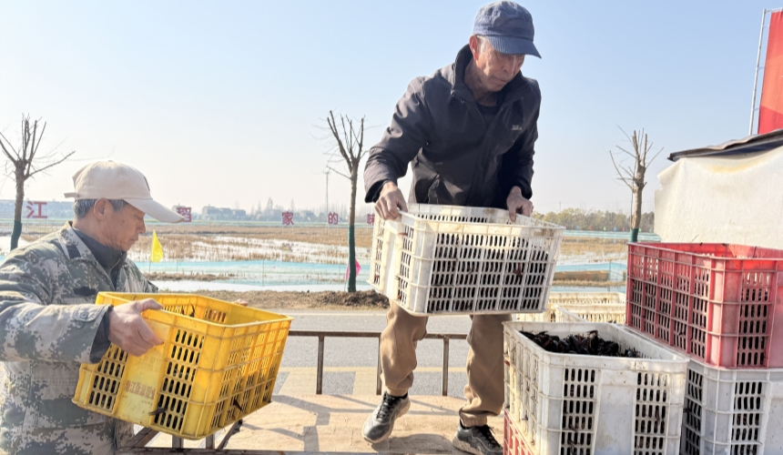 潜江龙虾从“季节供给”迈向“全年供应”【7】