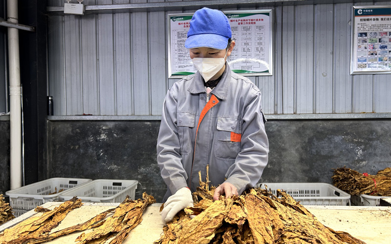 蔡麗開展煙葉分級。