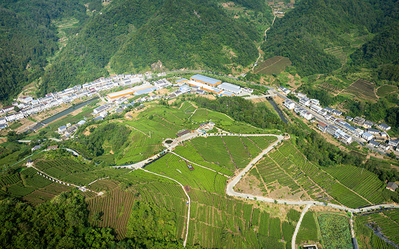 竹山縣茶園基地