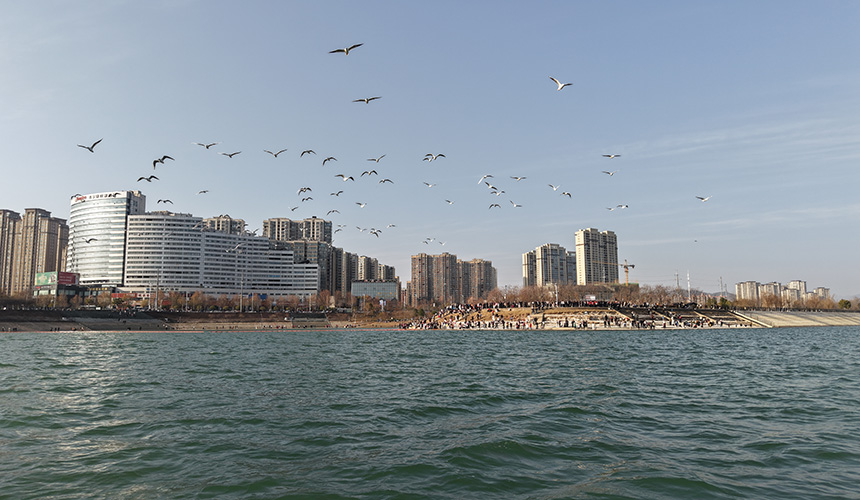 湖北郧阳：好生态引群鸥“打卡”
