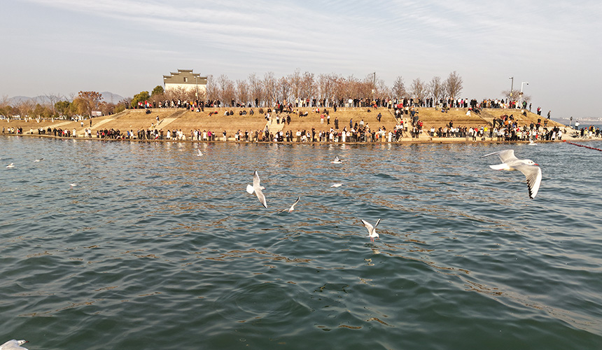 湖北郧阳：好生态引群鸥“打卡”【2】