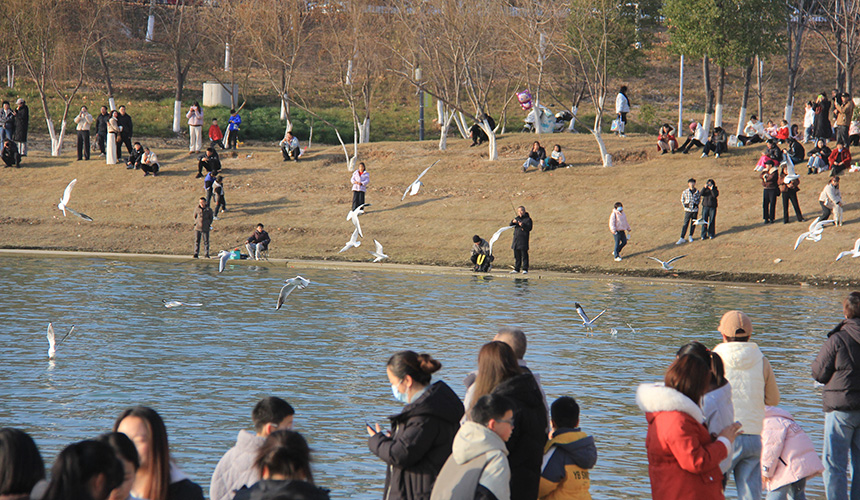 湖北郧阳：好生态引群鸥“打卡”【3】