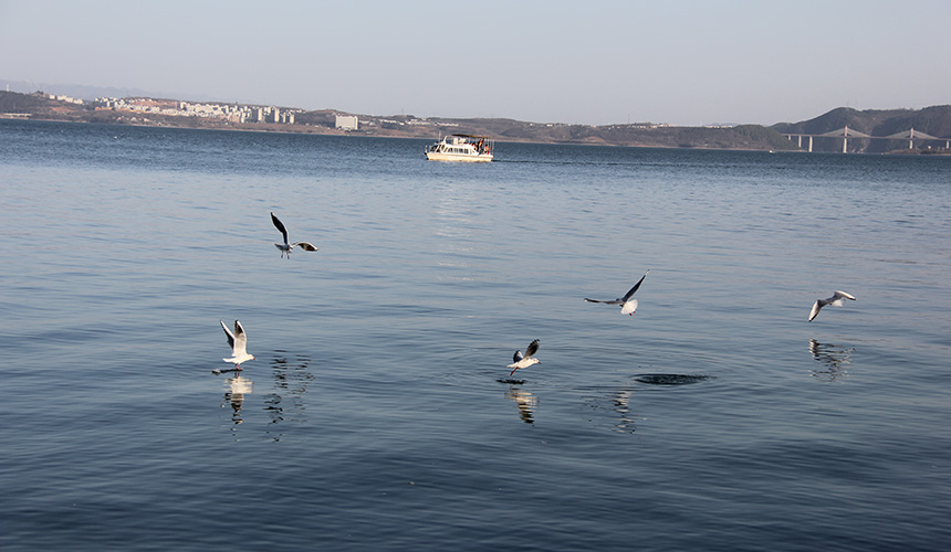 湖北郧阳：好生态引群鸥“打卡”【5】
