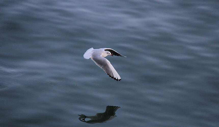湖北郧阳：好生态引群鸥“打卡”【6】