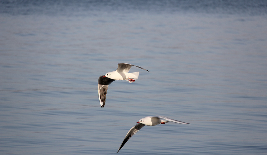 湖北郧阳：好生态引群鸥“打卡”【7】