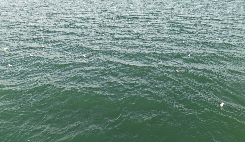 湖北郧阳：好生态引群鸥“打卡”【8】