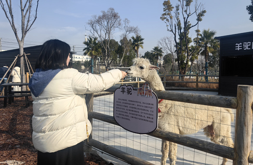 游客在天屿湖动物小镇游玩。人民网记者 张颖摄