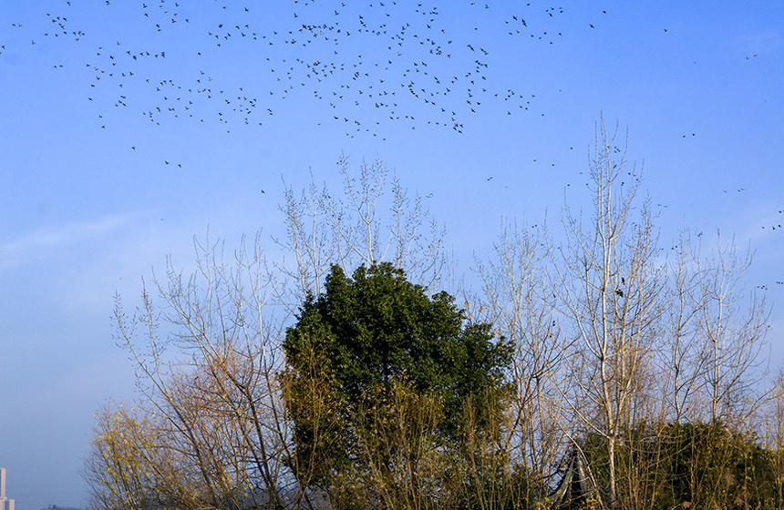 候鸟舞晴空。彭昀迪摄