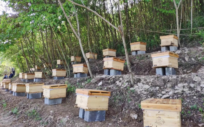 石成强养殖的中华小蜜蜂。高竹摄