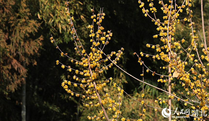 金黄色的蜡梅在阳光下泛出辉光。人民网 彭昀迪摄