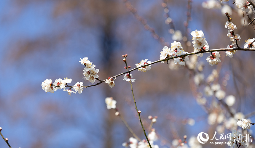 一枝逸出的白梅。人民网 彭昀迪摄