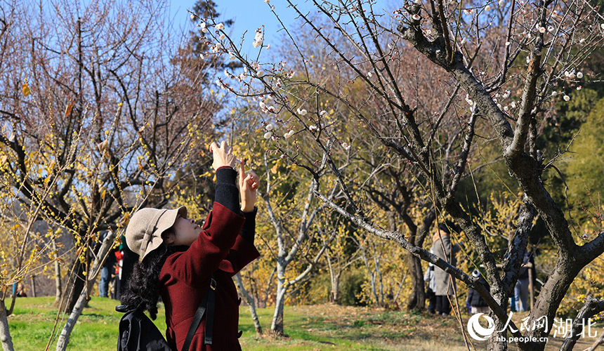 游客们拿出手机近距离拍摄梅花。人民网 彭昀迪摄
