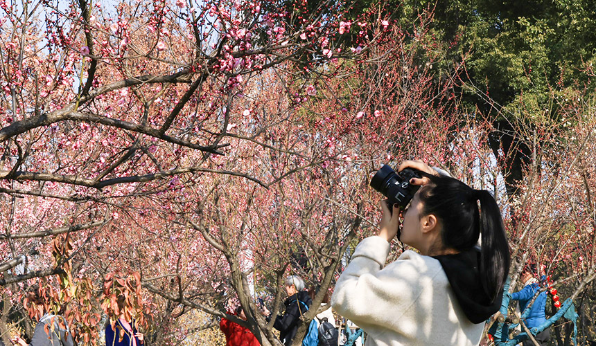 暖冬催梅开 东湖梅园迎赏花季