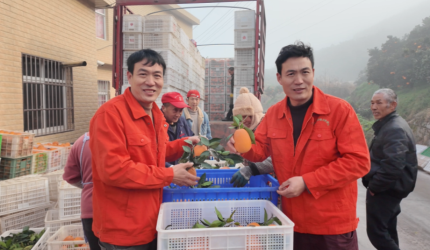 施工便道“彎一腳” 臍橙飄香幸福路【3】