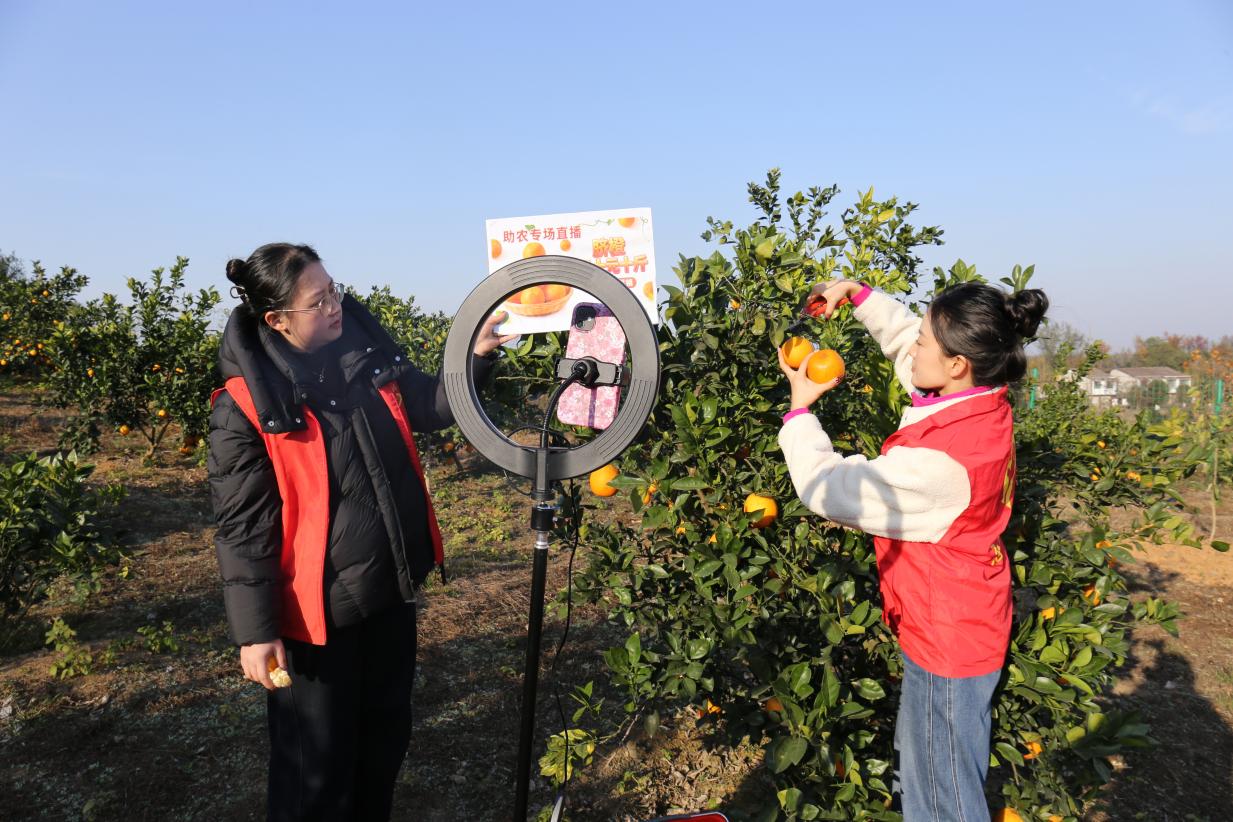 志愿者在脐橙园内通过手机直播助农。
