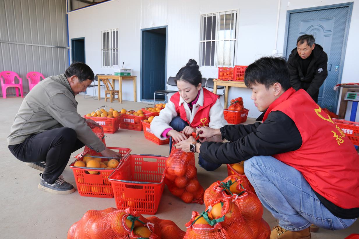 志愿者在屋前进行脐橙分装。