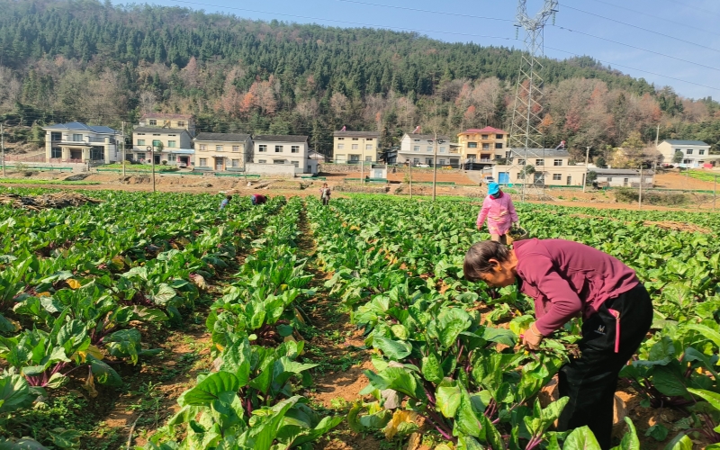 村民正在採收紅菜薹。