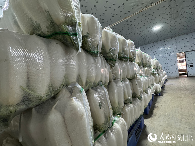 冷庫裡，正裝待發的蘿卜。人民網記者 張雋攝