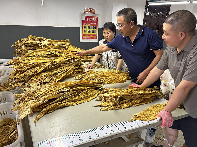 秭归县局（营销部）烟叶技术员指导分级作业