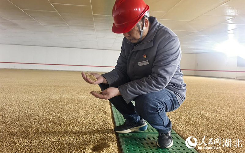 李金华捧起稻谷细细查看。人民网记者 周雯摄