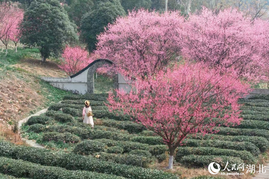 游客在梅花丛中漫游。 