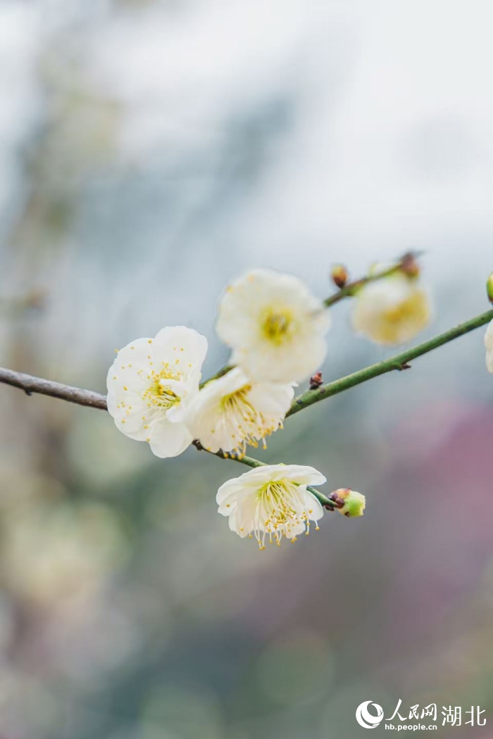 武汉梅花进入盛放期。 