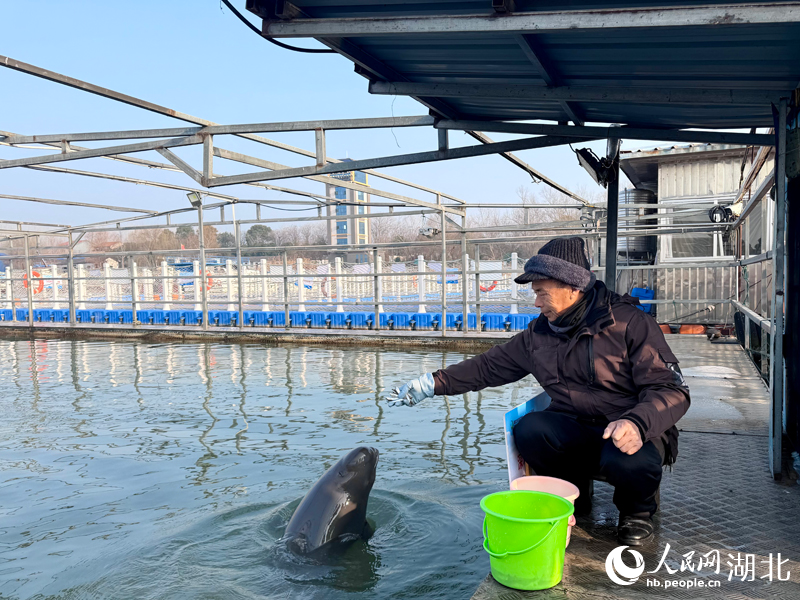 丁泽良给江豚投喂小鱼。人民网记者 张沛摄