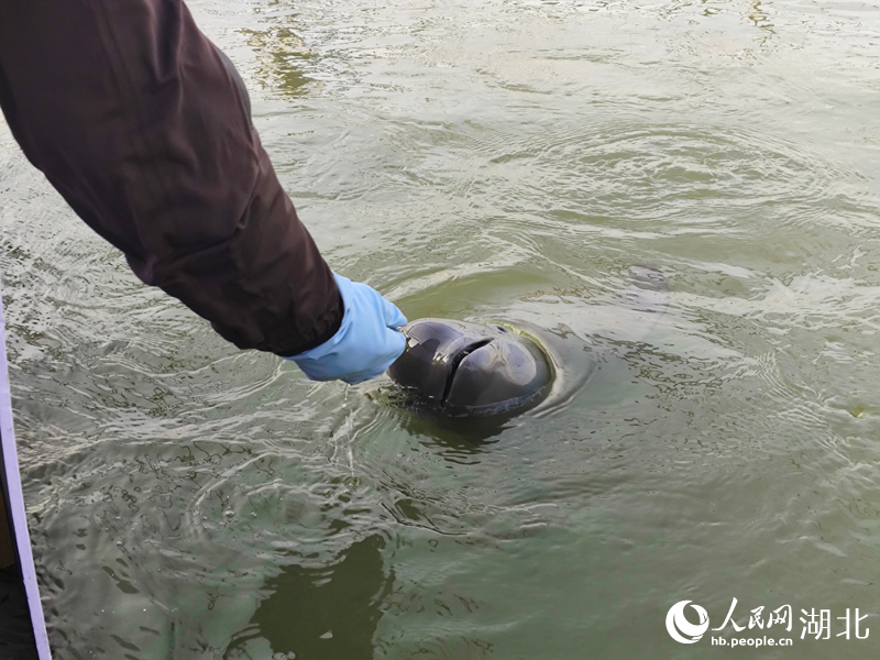 江豚浮出水面吃鱼。人民网记者 王郭骥摄