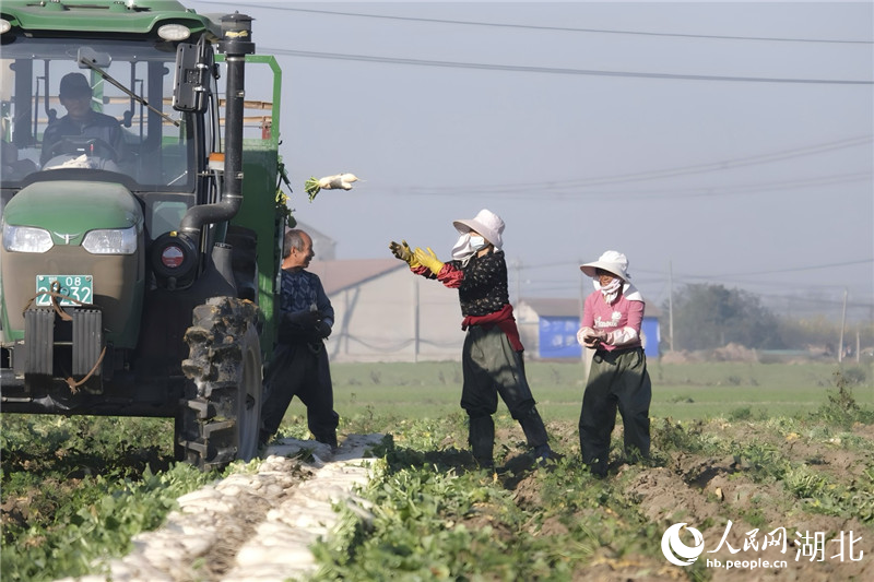 田间，工人正在采收萝卜。人民网记者张隽摄