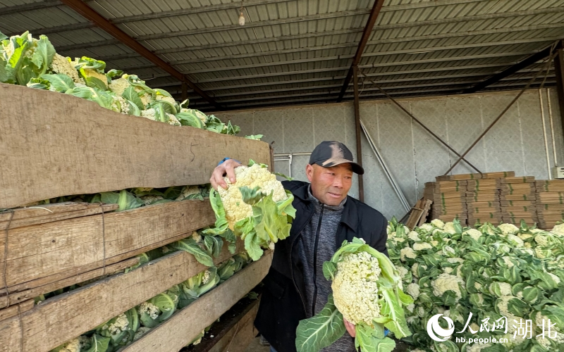 佘守元正将花菜装车。人民网记者 张隽摄