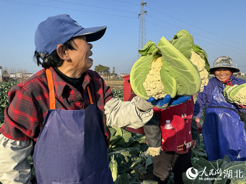 田间花菜获丰收。人民网记者 张隽摄