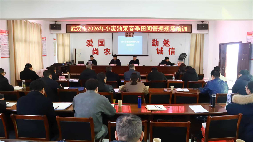 抢抓农时保丰收 武汉科技护航打响夏粮丰收“第一仗”
