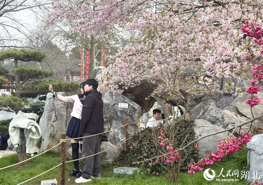 市民游客争相在樱花树下拍照打卡。人民网记者 周恬摄