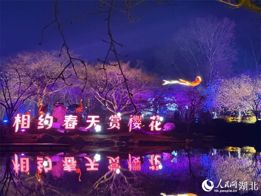 武汉东湖樱园夜樱开放引客来。人民网记者 周恬摄