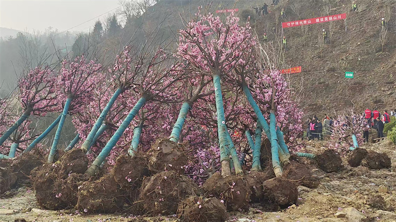 集中義務植樹點位山腳下等待無人機吊運的桃樹苗木。 徐光意攝