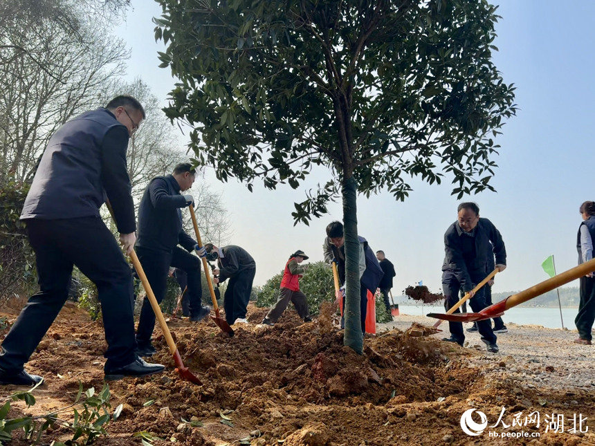 干群揮鍬鏟土、扶苗培土，合力為章家湖畔新植苗木筑牢根基。人民網記者 張沛攝