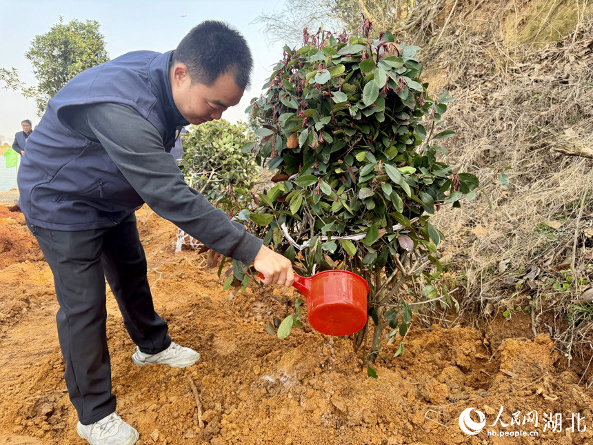 志願者為新植灌木澆水。人民網記者 張沛攝