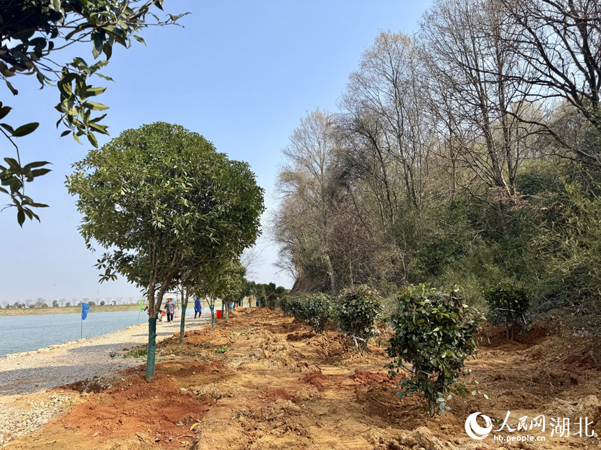 一排新植苗木整齊佇立章家湖畔。人民網記者 張沛攝