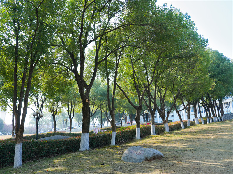 校園內可認養的香樟樹