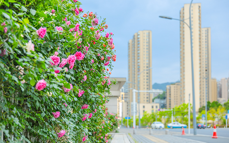 街边的繁花。